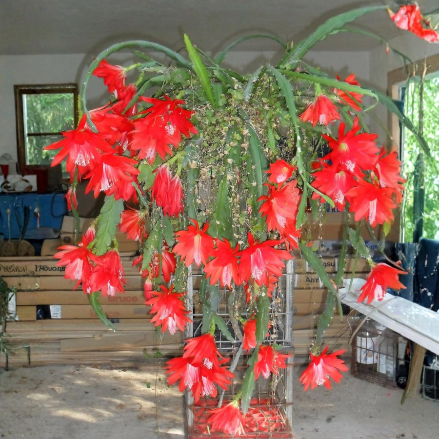1 Feet Epiphyllum Orchid Cactus Plants Live, Vibrant Color Orchird Cactus Fully-Rooted in 4" Pot, Cold Hardy, Fragrant (Red)