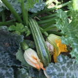50 Green Zucchini Seeds for Planting, Summer Squash Vegetable Seeds, Garden Seeds for Outdoor Growing