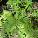 10 Hay Scented Fern Live Rhizomes, Shade Perennial Fern Plants for Outdoor Growing, Hardy, Fast Growing