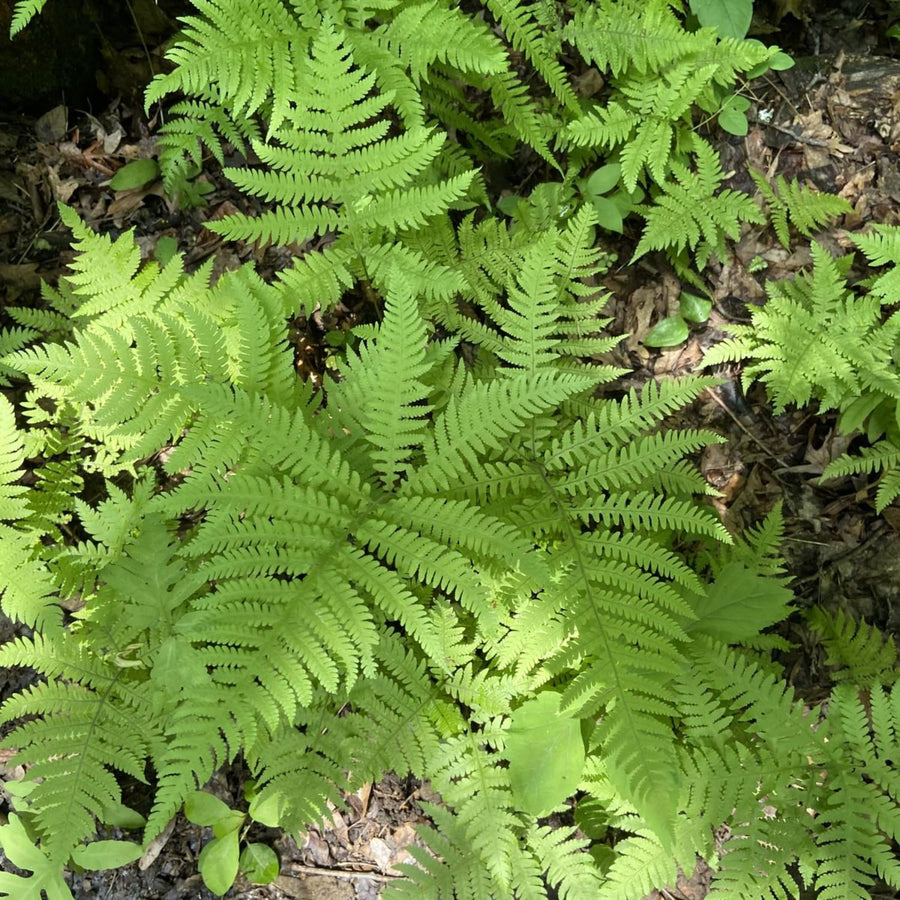 10 Hay Scented Fern Live Rhizomes, Shade Perennial Fern Plants for Outdoor Growing, Hardy, Fast Growing