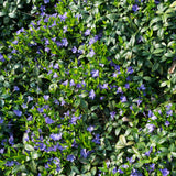 Set 60 Vinca Minor Periwinkle Plants Live, Creeping Vinca Vine Ground Cover, Starter Plants Perennial, Purple Flowers