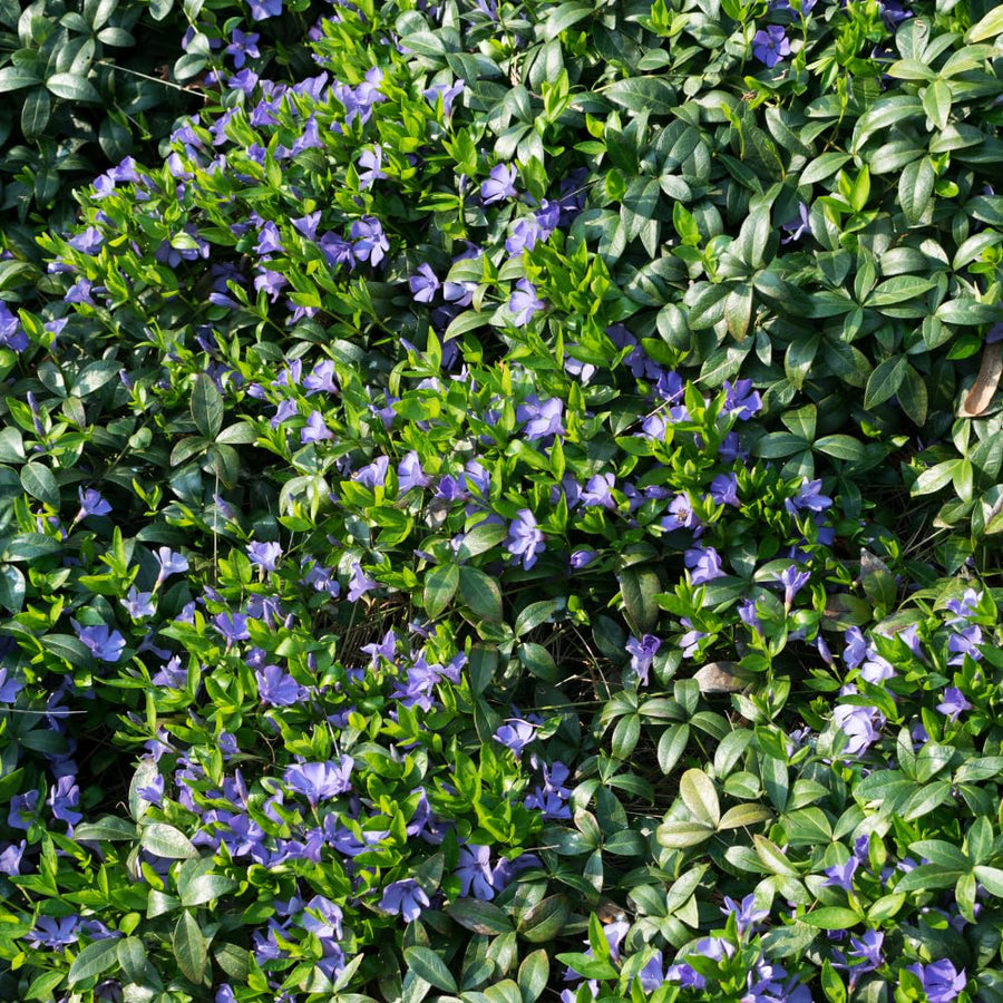 Set 60 Vinca Minor Periwinkle Plants Live, Creeping Vinca Vine Ground Cover, Starter Plants Perennial, Purple Flowers