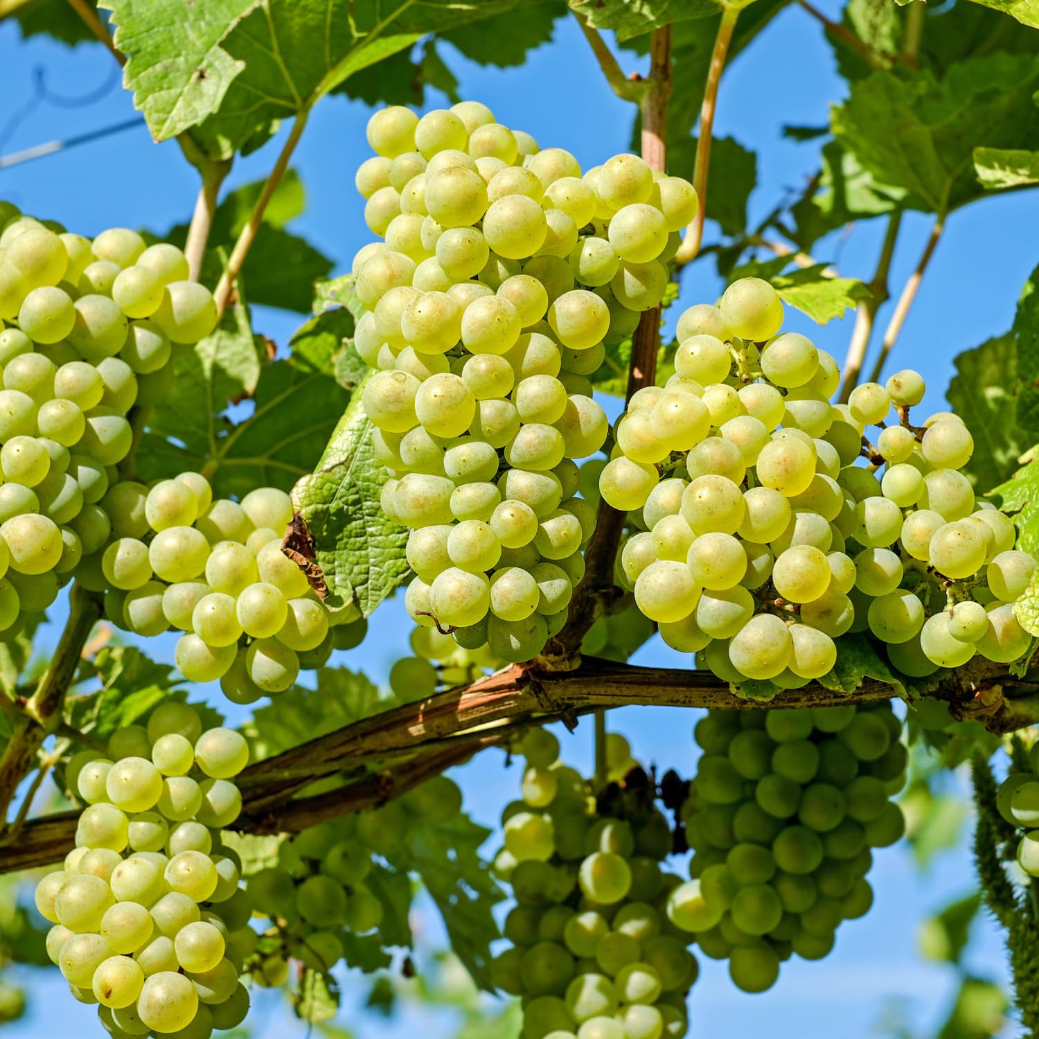 Grape Vine Plant Live for Planting, Grape Plant Live Grape Tree 1 to 2 Years Old, Grape Fruit Tree for Planting, Well-Rooted (Green Grape)
