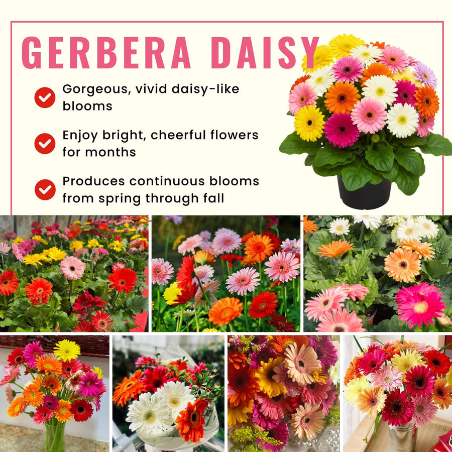 2 Pink Gerbera Daisy Plants Live, Gerbera Daisies Flower Plants 5 to 7 Inches Tall, Ready to Bloom, Hardy Outdoor Plant