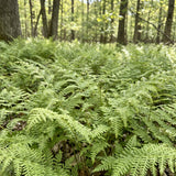 10 Hay Scented Fern Rhizomes, Hardy Perennial Fern Plants for Garden, Fast-Growing Ferns Starter Roots