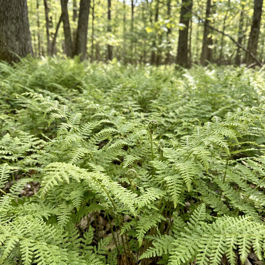 10 Hay Scented Fern Rhizomes, Hardy Perennial Fern Plants for Garden, Fast-Growing Ferns Starter Roots