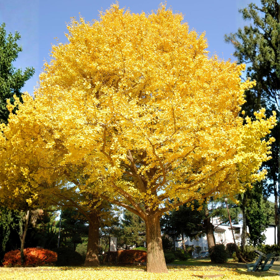 Ginkgo Tree Live Plant in 4 Inch Pot, 6-8 Inches Tall for Outdoor Growing, Vibrant Fall Foliage Tree Plant