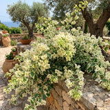 2 White Variegated Bougainvillea Plants Live, Perennial Bougainvillea Flowers Vine, Outdoor Garden Planting 5-9 Inches