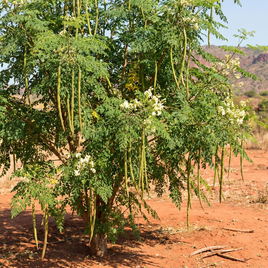 Moringa Tree Live Plant in 4'' Pot, Moringa Tree Seedlings, Drumstick Horseradish Tree, Outdoor or Container Planting, 4-7 Inches Plant