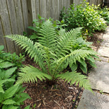 10 Lady Fern Rhizomes, Hardy Perennial Fern Plants for Garden, Fast-Growing Ferns Starter Roots
