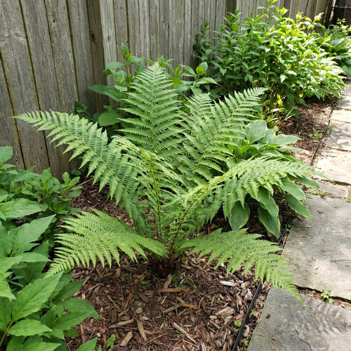 10 Lady Fern Rhizomes, Hardy Perennial Fern Plants for Garden, Fast-Growing Ferns Starter Roots