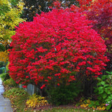 05 Dwarf Burning Bush Shrubs for Spring Planting, Bare Roots, Red Burning Bush Rooted Cuttings 4-10" in Tall