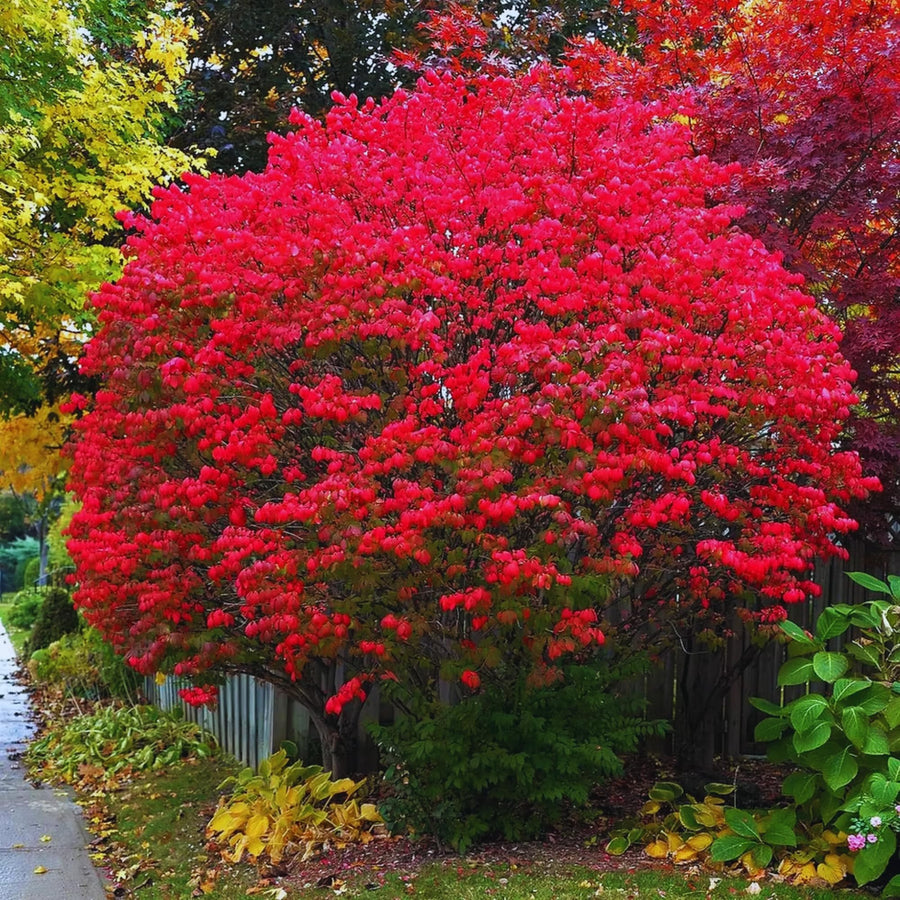 05 Dwarf Burning Bush Shrubs for Spring Planting, Bare Roots, Red Burning Bush Rooted Cuttings 4-10" in Tall