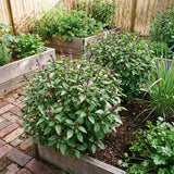 Basil Plant Live in 4 Inch Pot, Fast Growing Herb Plants, Fragrant Basil for Indoor Outdoor Growing, Starter Plants 4-7 Inches