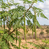 Moringa Tree Live Plant in 4'' Pot, Moringa Tree Seedlings, Drumstick Horseradish Tree, Outdoor or Container Planting, 4-7 Inches Plant