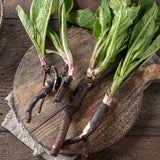 15 Comfrey Roots for Planting - Live Bocking 14 Comfrey Root Cuttings, Perennial Comfrey Roots for Garden Growing, 2-5" Root