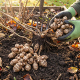 1 lb Jerusalem Artichoke Roots for Planting, Sunchoke Tubers, Vegetable Roots for Garden Growing