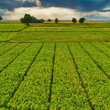 4Lbs Rye Cover Crop Seeds for Planting, Rye Grass Seeds for Garden, Lawn, Outdoor Ground Cover