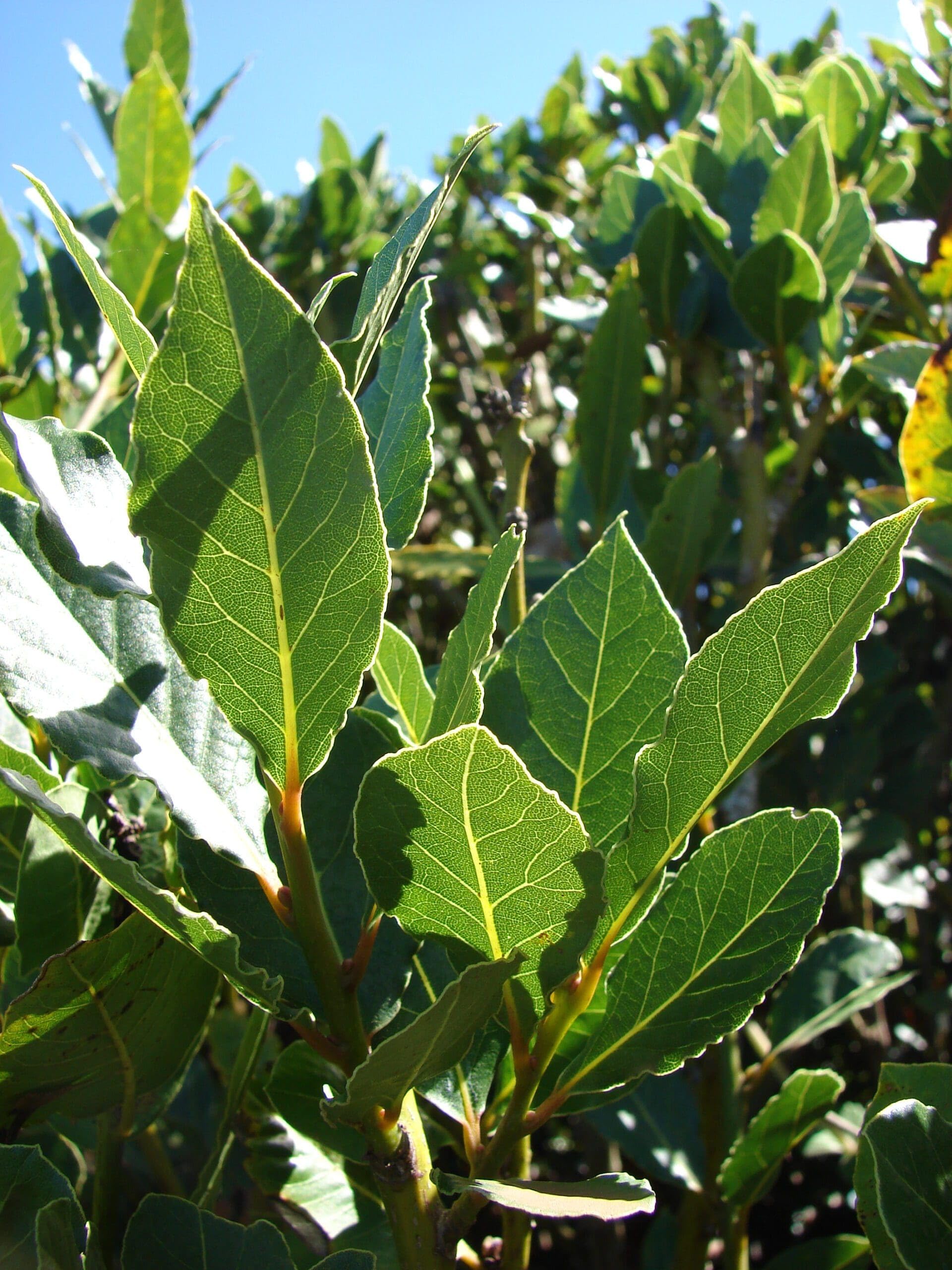 Bay Leaf Tree Live Plant in 4" Pot, Sweet Bay Laurel, Well-Rooted, 6-10" Tall, Laurus Nobilis Plant for Outdoor Indoor Planting Herb