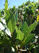 Bay Leaf Tree Live Plant in 4" Pot, Sweet Bay Laurel, Well-Rooted, 6-10" Tall, Laurus Nobilis Plant for Outdoor Indoor Planting Herb