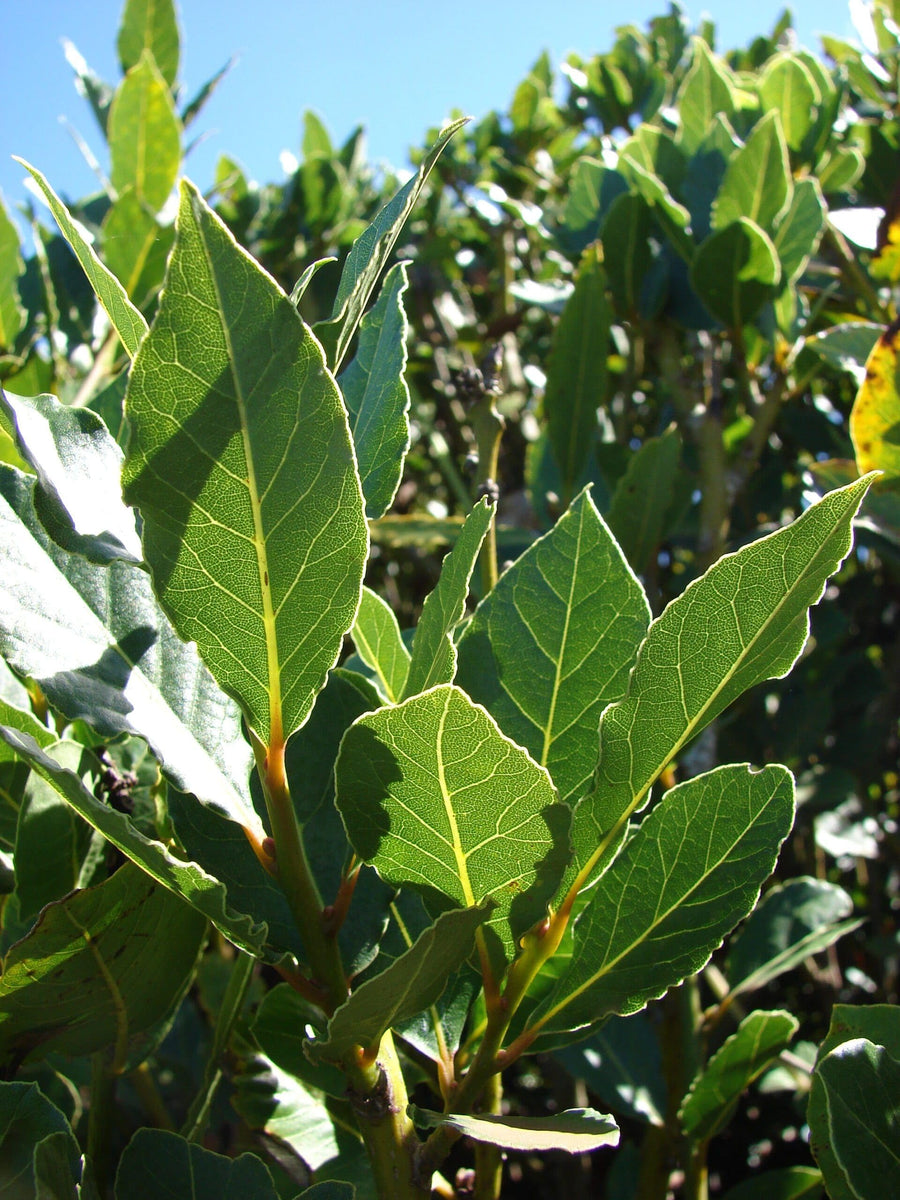 Bay Leaf Tree Live Plant in 4" Pot, Sweet Bay Laurel, Well-Rooted, 6-10" Tall, Laurus Nobilis Plant for Outdoor Indoor Planting Herb
