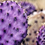 25 Purple Prickly Pear Cactus Seeds, Fast-Growing Succulent, Cold-Hardy, Indoor & Outdoor Decorative Plant