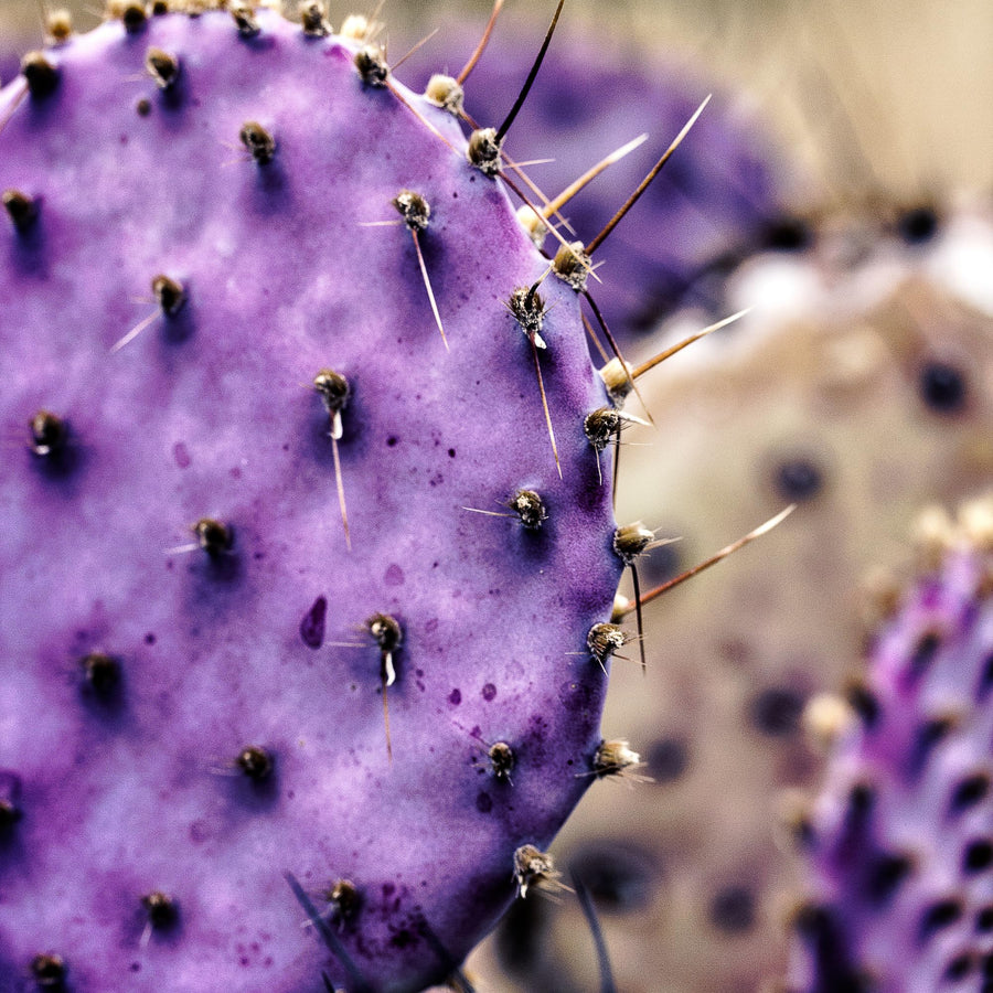 25 Purple Prickly Pear Cactus Seeds, Fast-Growing Succulent, Cold-Hardy, Indoor & Outdoor Decorative Plant