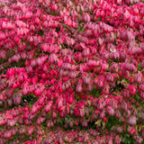 05 Dwarf Burning Bush Shrubs for Spring Planting, Bare Roots, Red Burning Bush Rooted Cuttings 4-10" in Tall