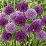 3 Purple Allium Bulbs for Planting, Decorative Flower Bulbs, Tall Blooming Garden Plants for Outdoor Beds and Borders