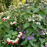 Random Clerodendrum Plants Live, Trailing Light Bulb Flowering Vine, 4-8 Inch Tall, Ready to Plant Outdoor