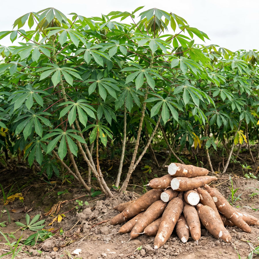 Yuca Cassava Plant Live in 4'' Pot, Sweet Yuca Roots 4-7 Inches, Vegetable for Outdoor Garden