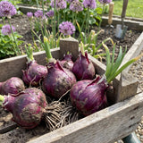 6 Purple Allium Bulbs for Planting, Ornamental Allium Flower Bulbs, Spring Blooming Garden Flowers for Outdoor Growing