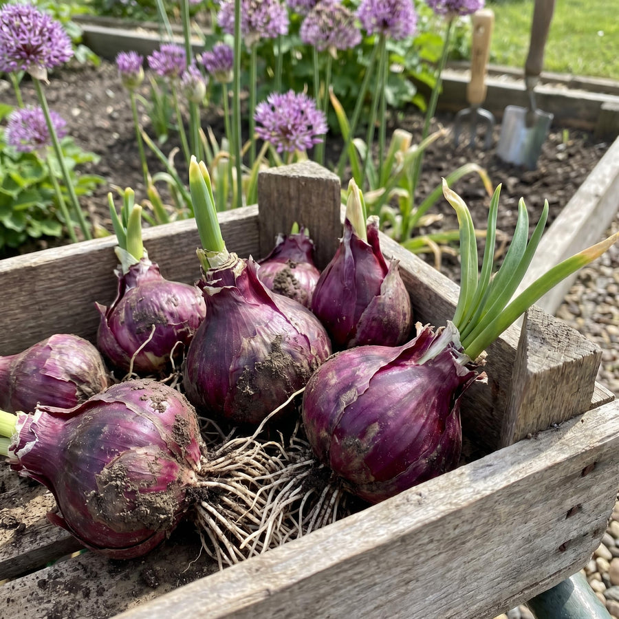 6 Purple Allium Bulbs for Planting, Ornamental Allium Flower Bulbs, Spring Blooming Garden Flowers for Outdoor Growing