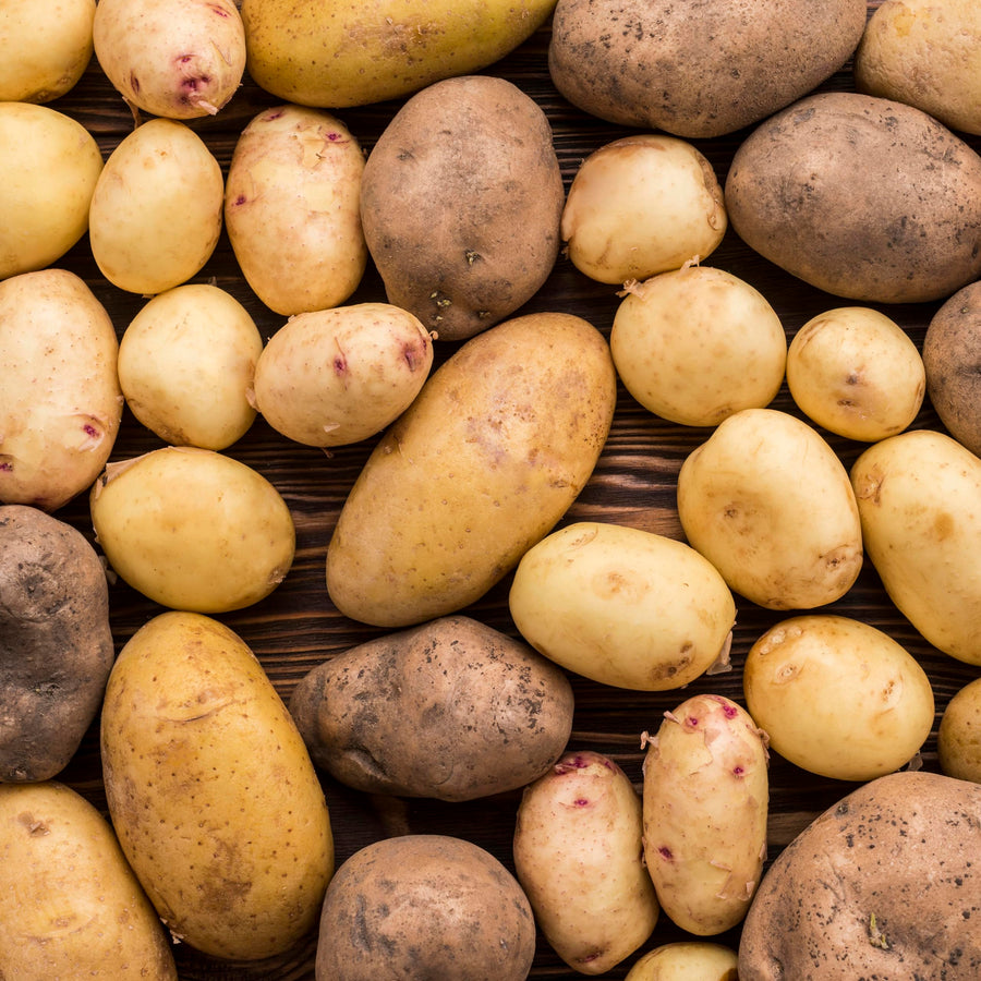 Russet Potato Seeds for Planting, Seed Potatoes for Planting, 2 Pounds, Heirloom, Vegetable Live Plant Easy to Plant, Potato Tuber Bulbs