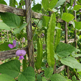 10 Winged Bean Seeds for Planting, Tropical Vegetable Seeds, Climbing Bean Vine Seeds for Garden and Trellis Growing