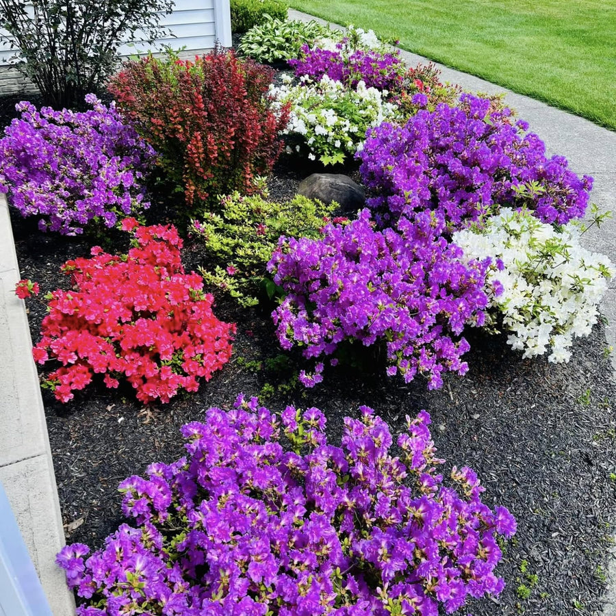 2 Mix Azalea Plants Live, 10 Inches Tall, Hardy Flowering Shrub for Outdoor Planting and Landscaping