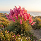 3 Pink Pampas Grass Plants Live, Hardy Ornamental Grass, Ready to Grow Pampas 4-8 Inches for Borders, Patios and Container Gardens