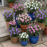 2 Assorted Mexican Petunia Live Plants 4 Inch Pot, Hardy Live Petunia Flowering Garden Plant, Perennial Ground Cover, Long Blooming Season