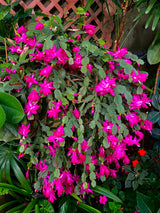 Purple Christmas Cactus Plants Live, 4 to 6 Inch Tall Live Christmas Cactus Bare Roots, Perennial Well Rooted Flower Plants, Holiday Houseplant, No Pot