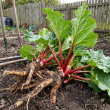 5 Rhubarb Plant Bare Roots for Planting, Large Size Perennial Rhubarb Crown Vegetables Well Rooted, Crisp Red Stalks, High Yielding