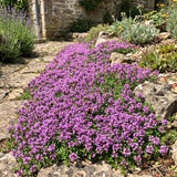 4000 Purple Creeping Thyme Seeds, Ground Cover Thyme Seeds for Planting, Low Growing Herb Seeds for Garden Paths, Rock Gardens and Landscape Borders