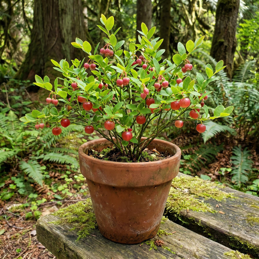 Huckleberry Bush Plant 6-12 Inches, Sweet Huckleberries Tree, Ready to Grow Indoor Outdoor, Well Rooted Potted Plant