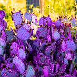Purple Prickly Pear Cactus 6-8in in Tall for Outdoor Planting, Cold Hardy