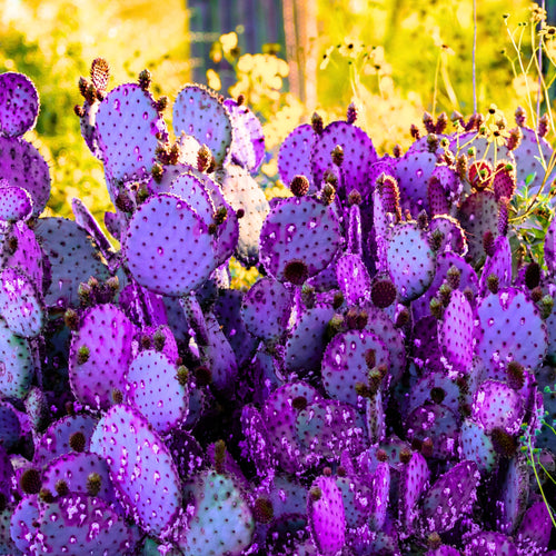 Purple Prickly Pear Cactus 6-8in in Tall for Outdoor Planting, Cold Hardy