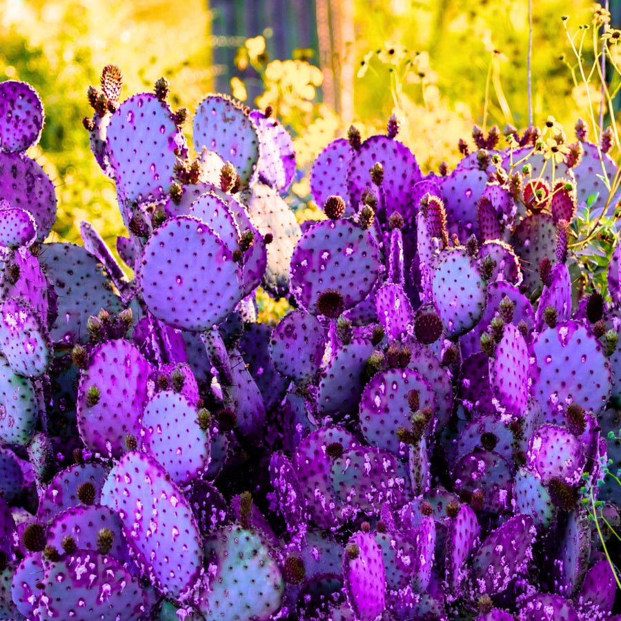 Purple Prickly Pear Cactus 6-8in in Tall for Outdoor Planting, Cold Hardy