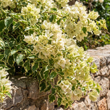 2 White Variegated Bougainvillea Plants Live, Perennial Bougainvillea Flowers Vine, Outdoor Garden Planting 5-9 Inches