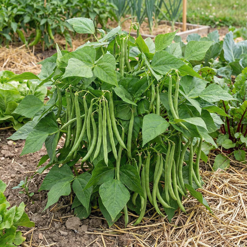 25 Long Green Bush Bean Seeds, Green Bean Vegetable Seeds, High Yield Vegetable for Outdoor Garden and Container Growing