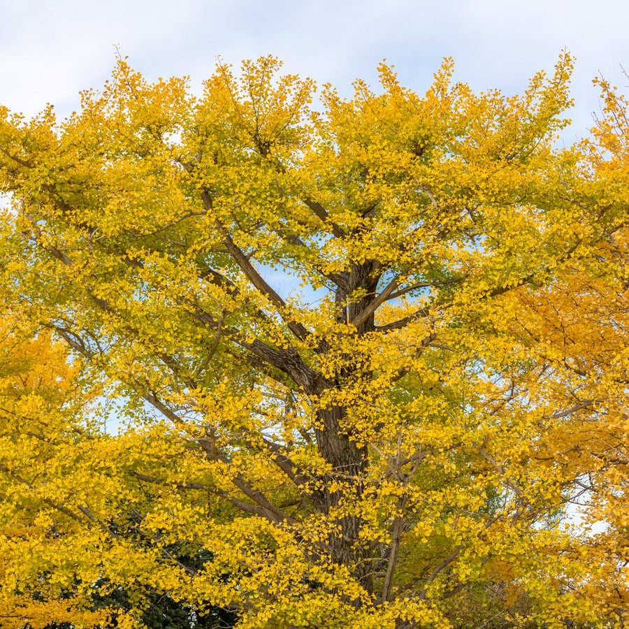 Ginkgo Tree Live Plant in 4 Inch Pot, 6-8 Inches Tall for Outdoor Growing, Vibrant Fall Foliage Tree Plant