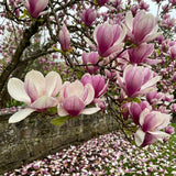 Magnolia Tree Live Plant in 2.5'' Pot, Magnolia Starter Tree, Ornamental Flowering Tree, Outdoor or Container Growing (Saucer Magnolia)