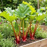 5 Red Rhubarb Plants Roots, Large Rhubarb Crowns Bare Root, Hardy Perennial Vegetable Roots, Easy to Plant, High Yields